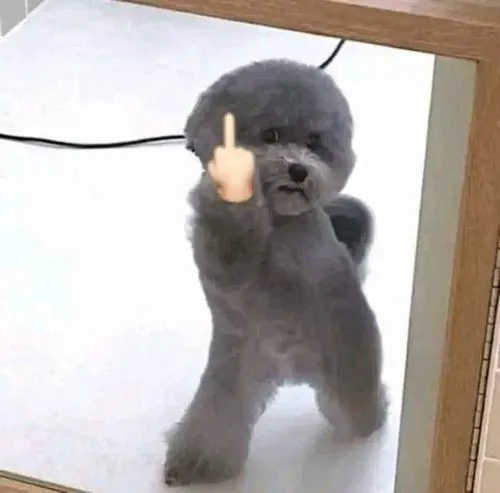 Hình profile chó lạnh tanh meme chó gây cười