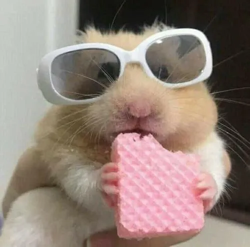 Phông nền làm nổi nhân vật hamster mũm mĩm