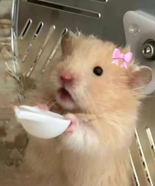 Hình profile Hamster Campbell phông nền đơn sắc