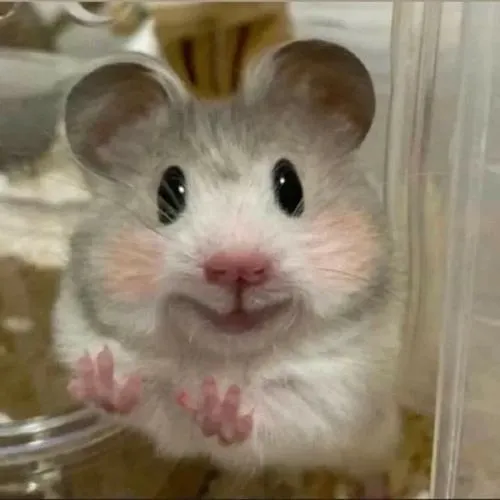Ảnh đại diện hamster cute phong cách chibi đang được yêu thích nhất