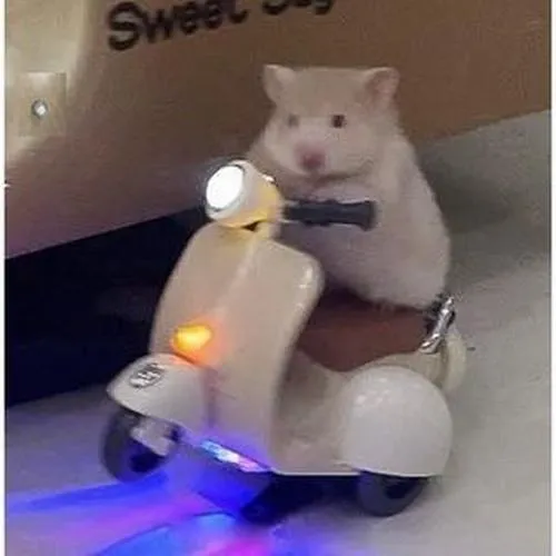Tỉ lệ chibi tăng độ đáng yêu cho chuột hamster