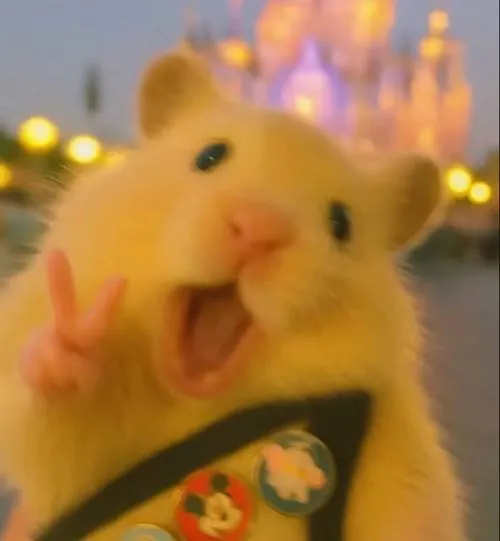 Avatar dễ thương chuột hamster mắt tròn