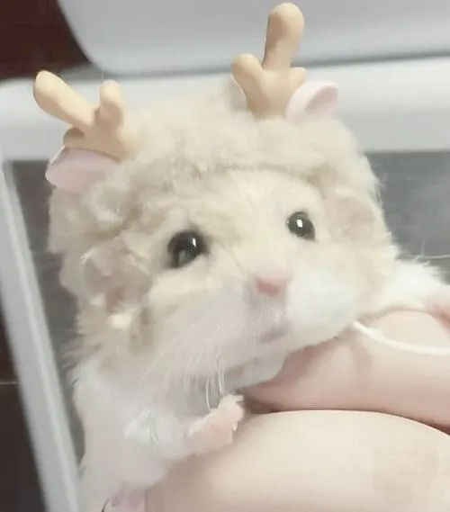 Ảnh avatar ngầu chuột hamster màu pastel nhẹ