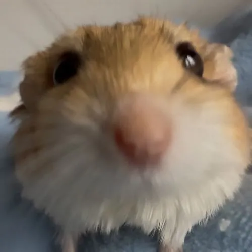 Hình đại diện ngầu chuột hamster phông nền đơn sắc