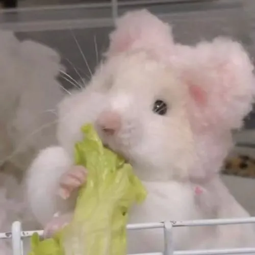 Ảnh đại diện cá nhân chuột hamster trẻ trung