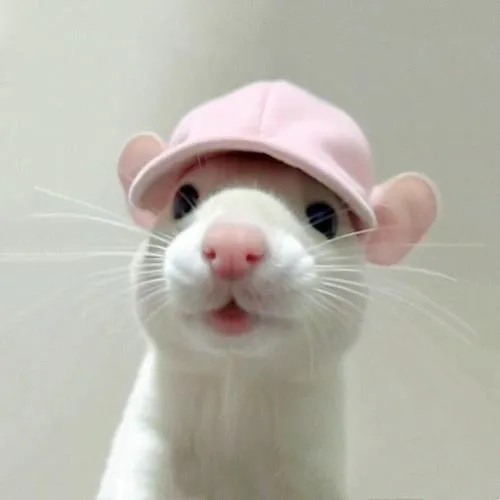 Hình profile cute chuột hamster nét tròn