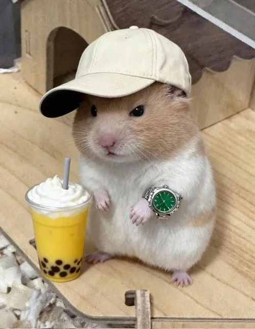 anh avatar chuot hamster cute 43