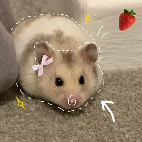 anh avatar chuot hamster cute 44