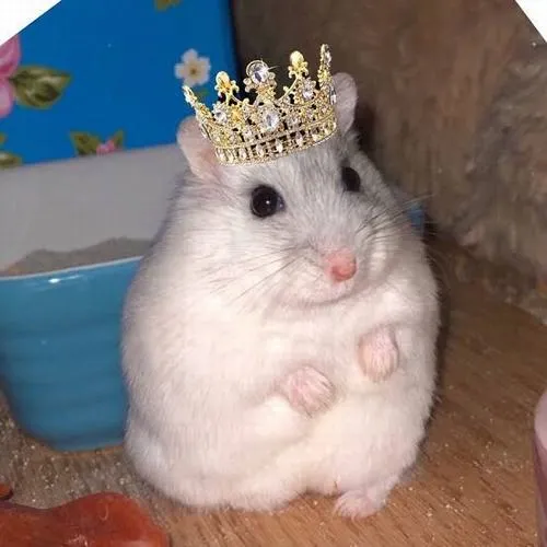anh avatar chuot hamster cute 46