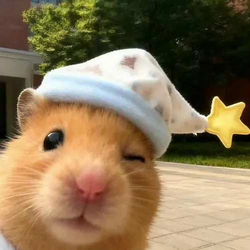 anh avatar chuot hamster cute 48