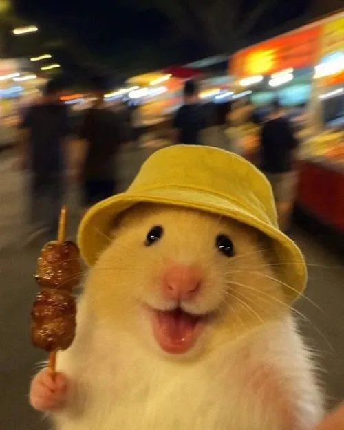 anh avatar chuot hamster cute 49