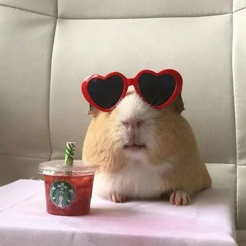 anh avatar chuot hamster cute 50