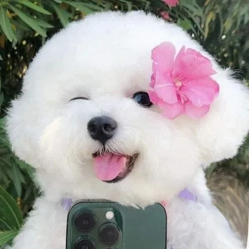 70 Ảnh Avatar Cún Con Cute nhìn là muốn lưu về làm ảnh đại diện liền tay