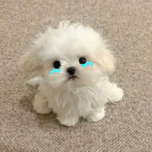Avatar chó con cute giúp trang cá nhân trông hiền hơn hẳn