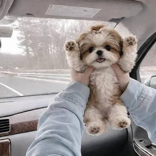 Ảnh profile Tiktok cún Corgi với lông bông xù rất đáng yêu