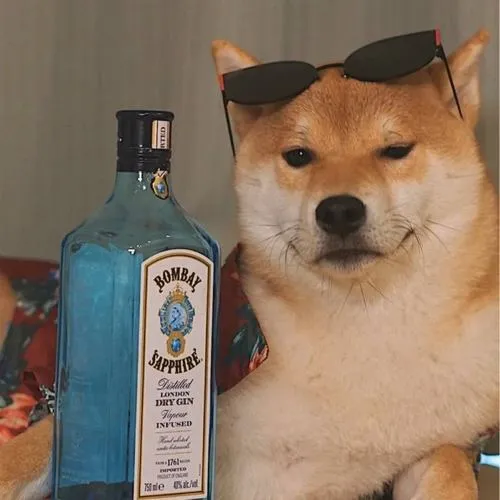 Ảnh avatar Shiba vô tri gương mặt đơ ánh nhìn trống rỗng gây cười ngầm