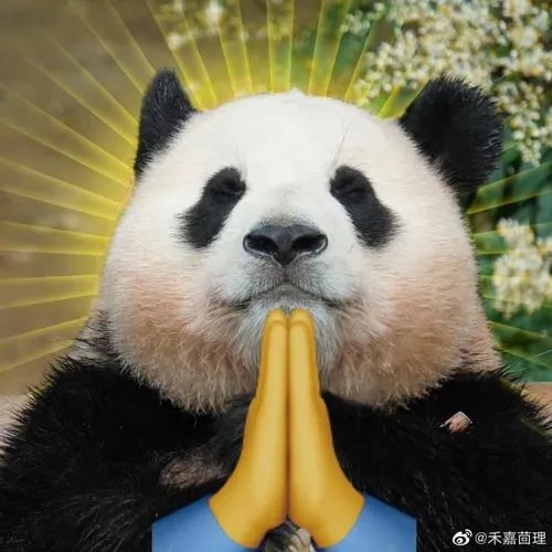 Ảnh đại diện vô tri ngơ ngác bố cục trống càng đơ càng vui