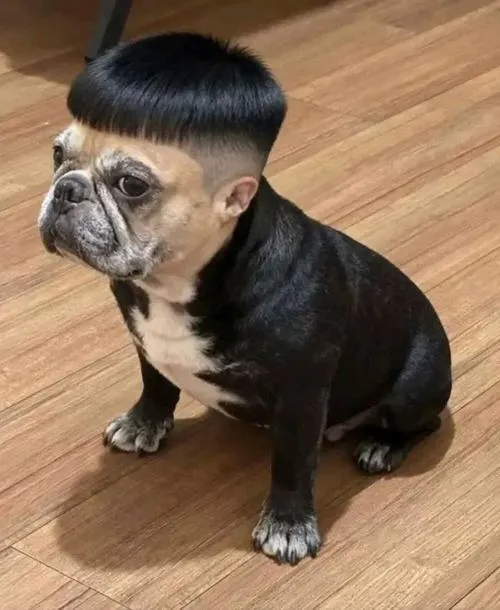 avatar cho vo tri cute 10