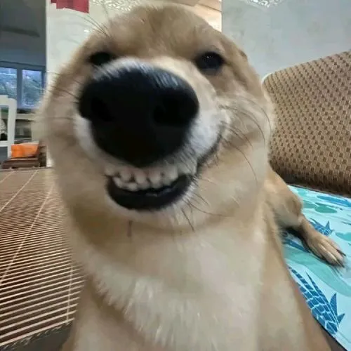 avatar cho vo tri cute 16