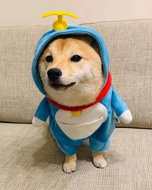avatar cho vo tri cute 2