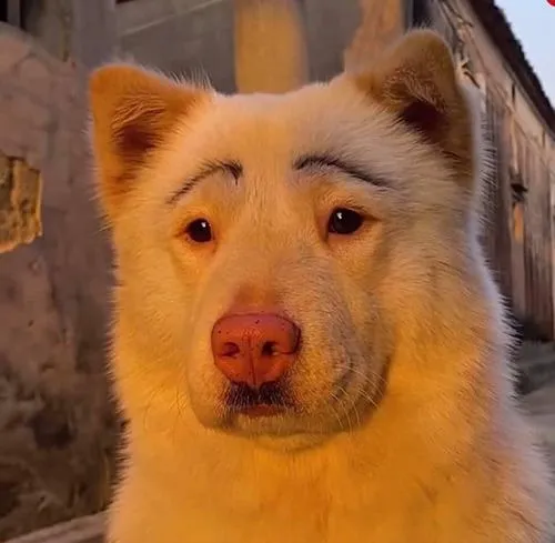 avatar cho vo tri cute 32