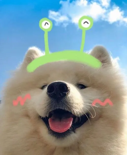 avatar cho vo tri cute 34
