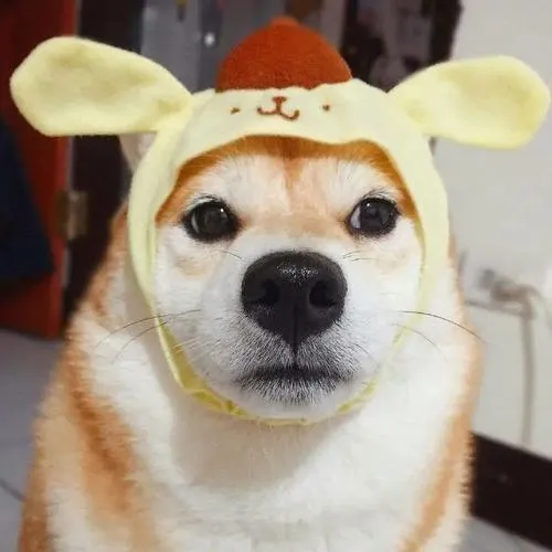 avatar cho vo tri cute 37