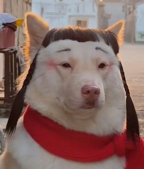 avatar cho vo tri cute 45
