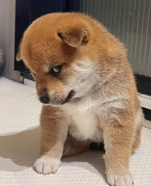 avatar cho vo tri cute 9