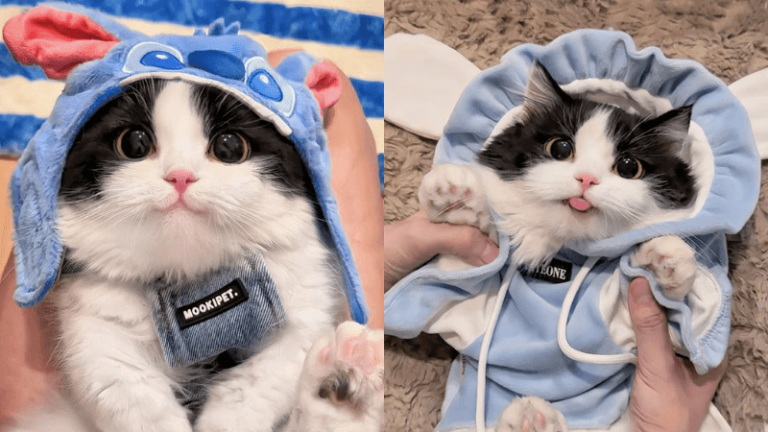 BST 25+ Avatar ảnh mèo cute: Siêu đáng yêu và dễ thương