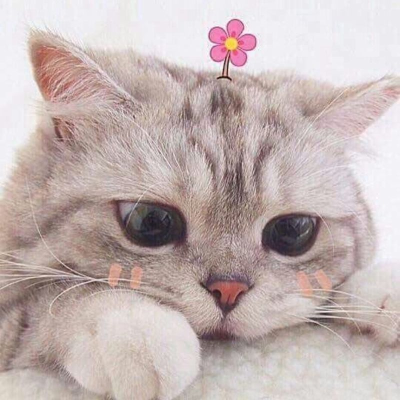 avatar-anh-meo-cute-1