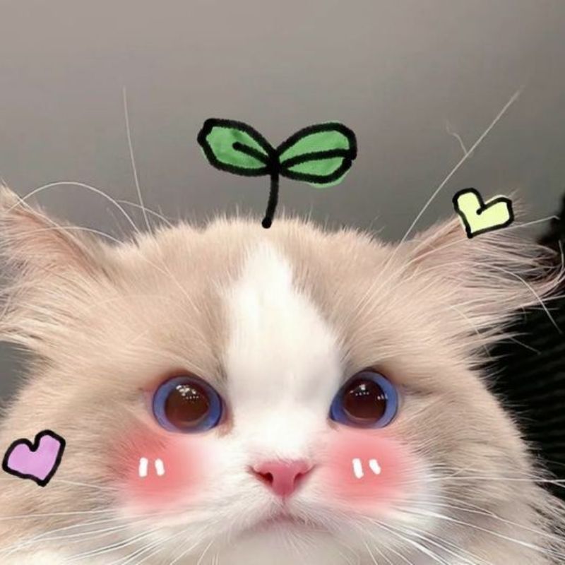 avatar-anh-meo-cute-12