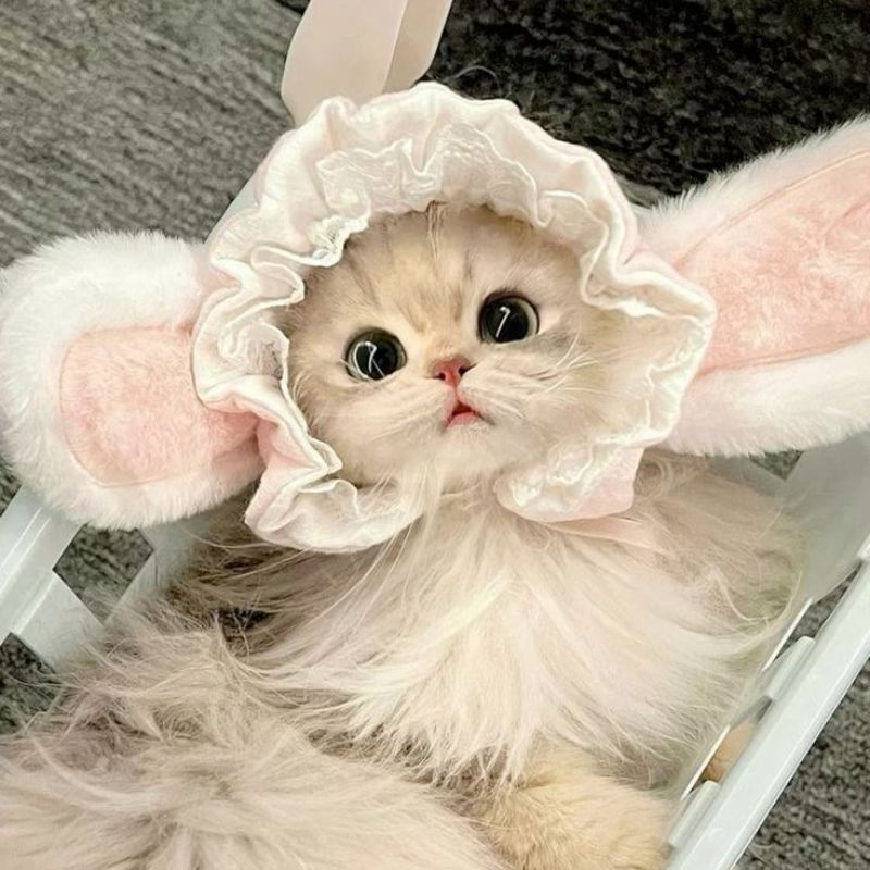 avatar-anh-meo-cute-15
