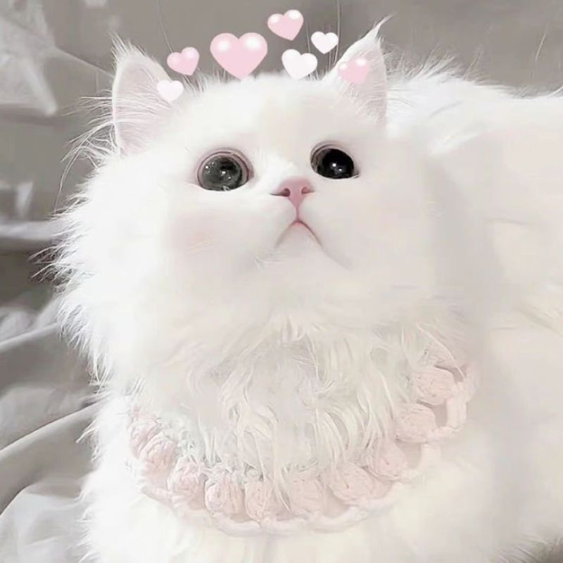 avatar-anh-meo-cute-19