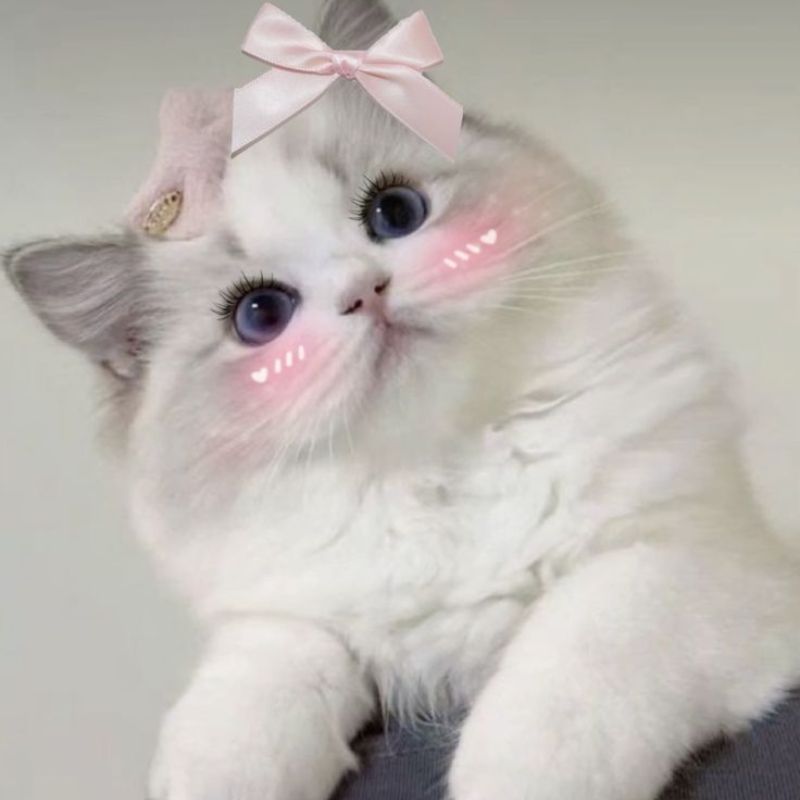avatar-anh-meo-cute-20