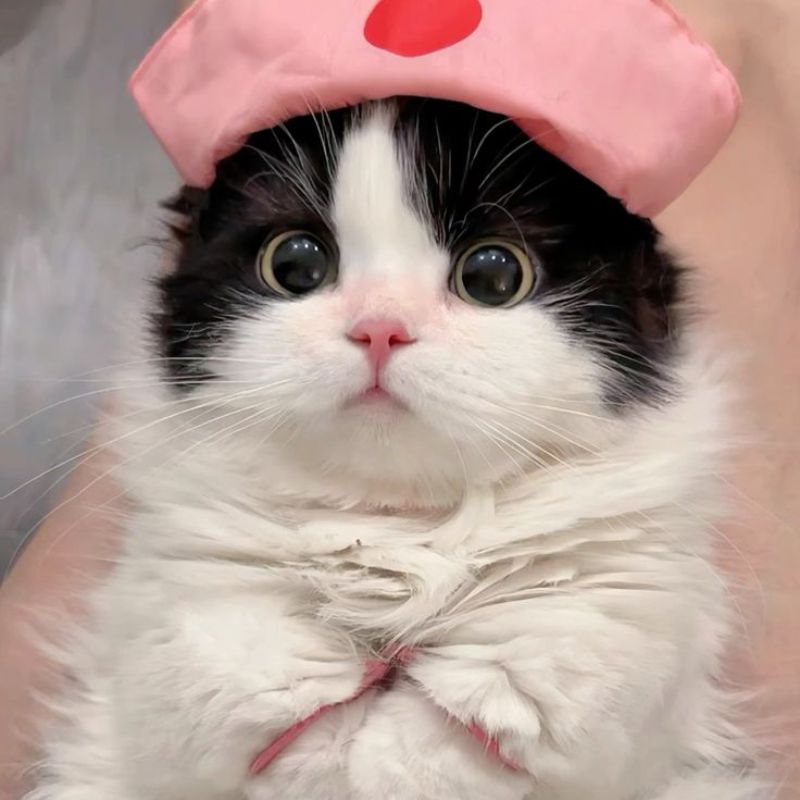 avatar-anh-meo-cute-24