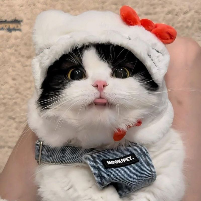 avatar-anh-meo-cute-25