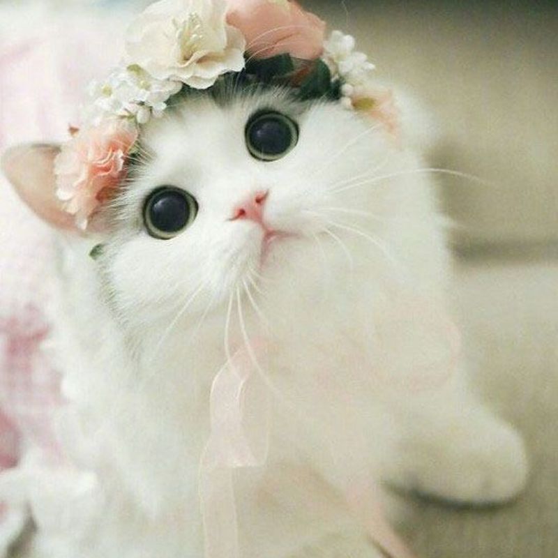 avatar-anh-meo-cute-8