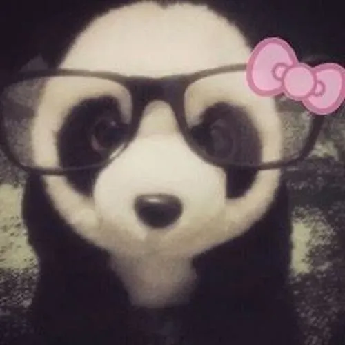 bst anh avatar con gau cute de thuong 33